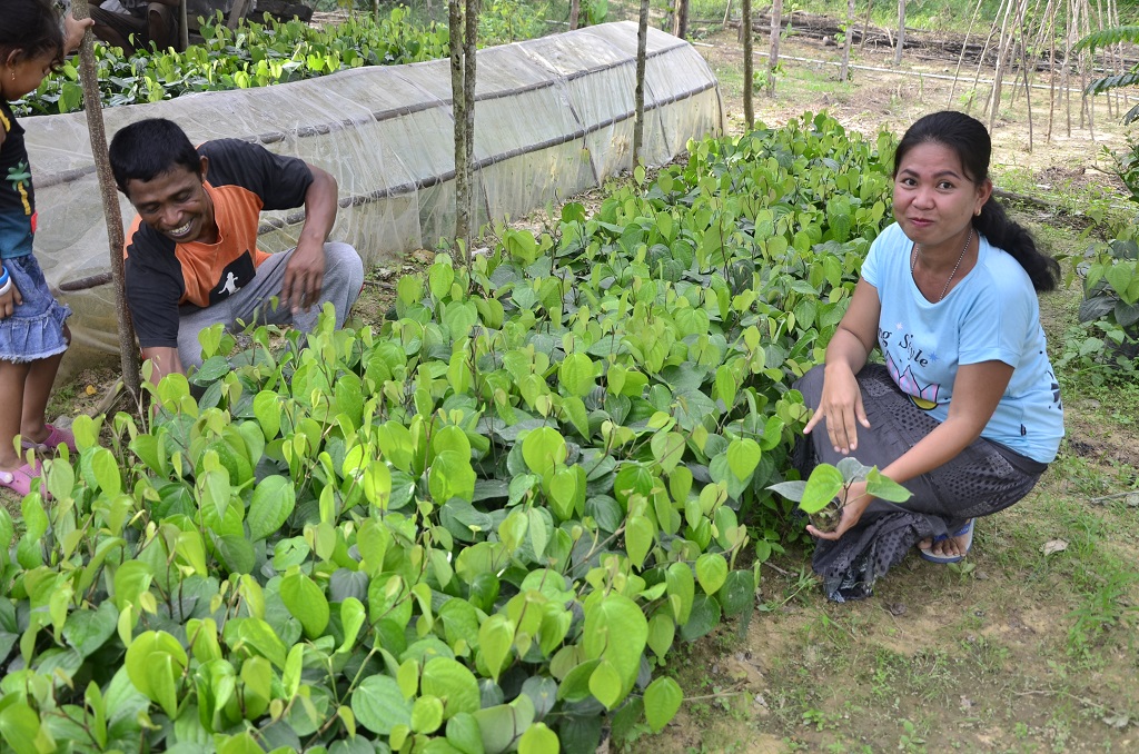 Melalui usaha pembibitan merica, Ramlah, Anggota kelompok petani perempuan Bunga Mawar di Desa Onembute, Kabupaten Konawe, Sulawesi Tenggara, bisa memperoleh penghasilan tambahan sebanyak Rp4,2 juta. Dulunya ia hanya sekedar membantu suami membelah kakao di kebun. Foto : Wahyu Chandra