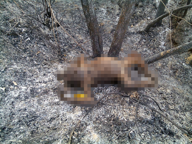 Orangutan ini mati terpanggang yang diduga akibat kebakaran lahan yang terjadi di Kota Bontang, Kalimantan Timur. Sumber foto: Facebook COP