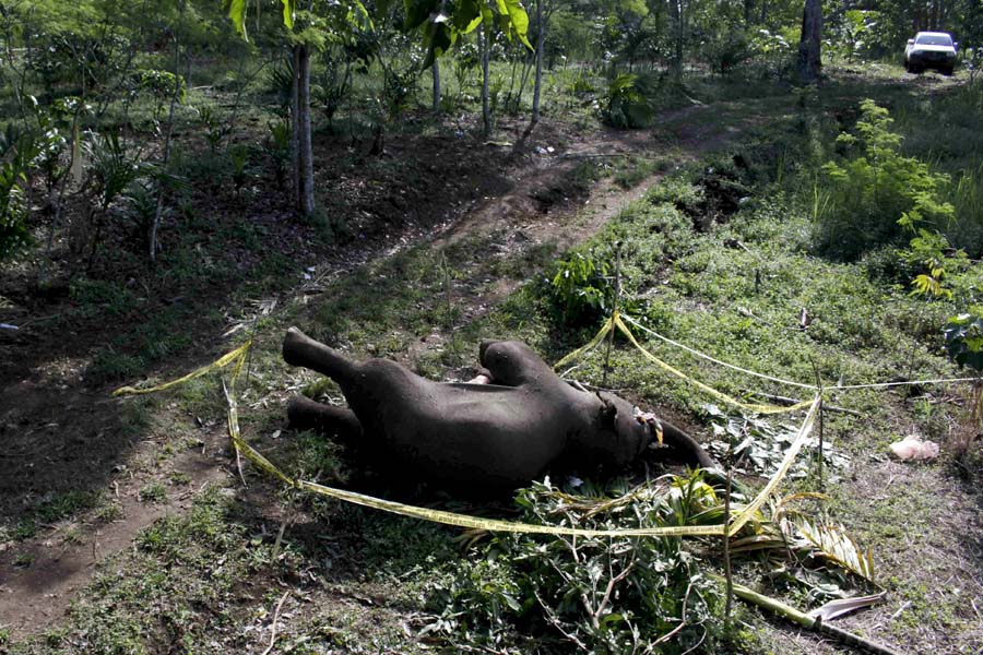Gajah ini diduga mati karena memakan pupuk. Penyidikan masih terus dilakukan oleh BKSDA Aceh. Foto: Junaidi Hanafiah 