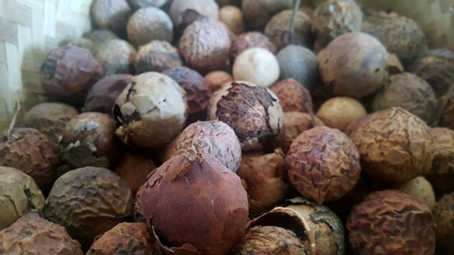 Biji nyamplung, bisa menjadi bioenergi dengan produktivitas tanam hampir tiga kali lebih tinggi dari sawit per hektar. Foto: Tommy Apriando
