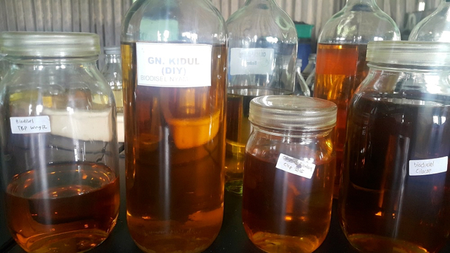 Biodiesel penelitian Budi Leksono diambil dari nyamplung di berbagai penjuru Indonesia. Foto: Tommy Apriando