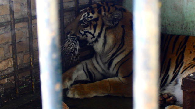 SI Manis, induk sang bayi di Medan Zoo. Foto: Ayat S Karokaro