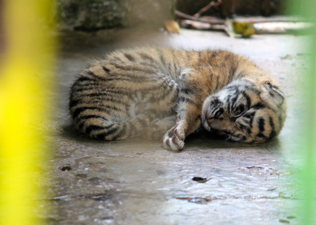 Kala di foto ini, sang bayi baru berusia dua hari. Foto: Ayat S Karokaro