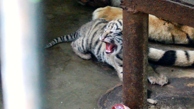 Inilah bayi harimau Sumatera yang lahir dari induk bernama Si Manis yang sudah berusia 18 tahun. Kondisi bayi cukup sehat. Foto: Ayat S Karokaro