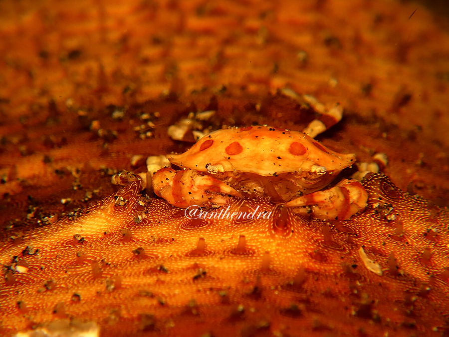 Kepiting teripang atau Orbicularis Lissocarcinus, kepiting yang hidup di teripang. Foto : Wisuda
