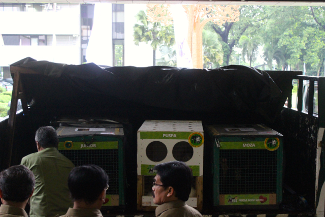 Orangutan-orangutan yang bersiap pulang kampung. Mereka diberangkatkan dari Kantor KLHK di Manggala Wanabhakti, Jakarta. Foto: Sapariah Saturi
