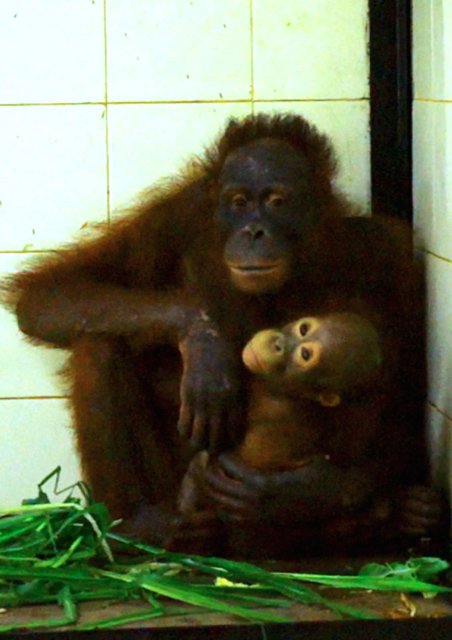 Warna dan Malee, pulang kampung ke Kalimantan. Foto: Yayasan BOS