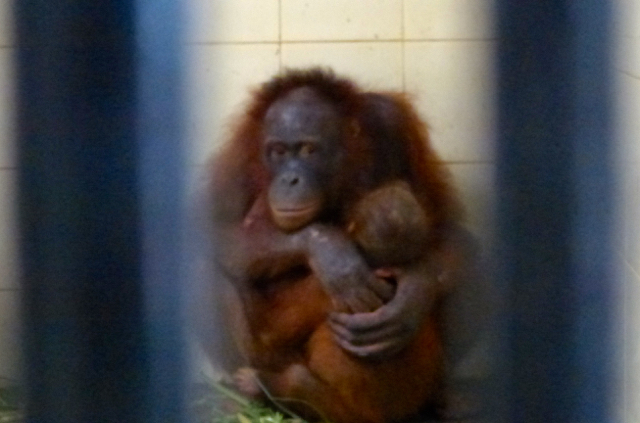 Sampit dan Sawade, pulang ke Kalimantan. Foto: Yayasan BOS