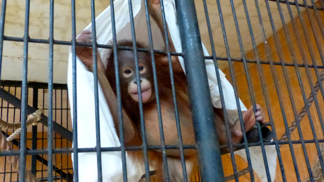 Moza, akan pulang kampung ke Kalimantan. Sebelum lepas liar ia akan menjalani rehabilitasi di Yayasan BOS, Nyaru Menteng. Foto: Yayasan BOS