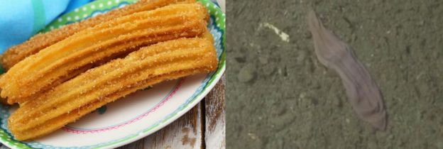 Xenoturbella churro yang bentuknya menyerupai kue goreng manis dari Spanyol. Sumber foto: MBARI 