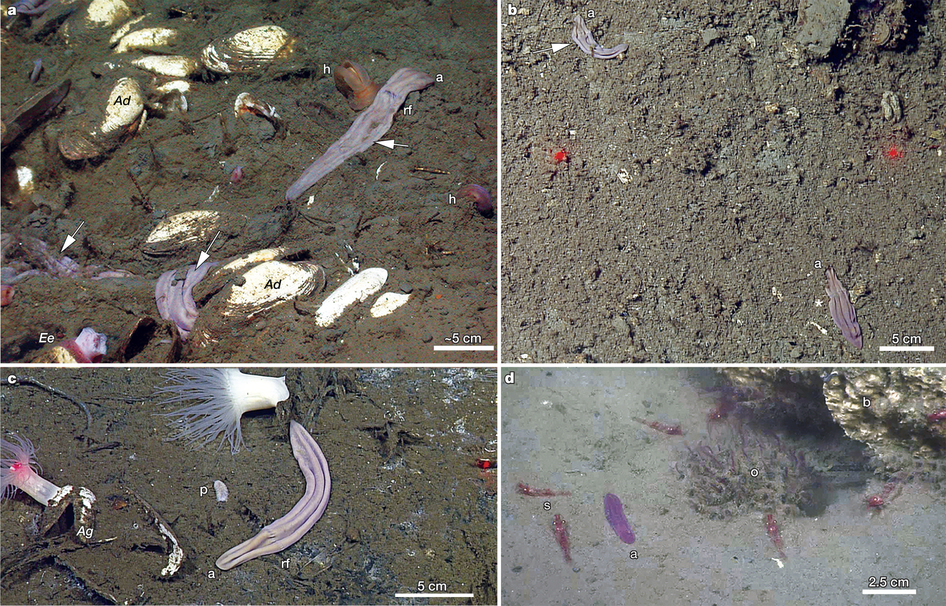 Empat spesies baru Xenoturbella, (a) Xenoturbella monstrosa, (b) X. churro, kanan bawah, (c) X. profunda, (d) X. hollandorum. Sumber: Nature.com
