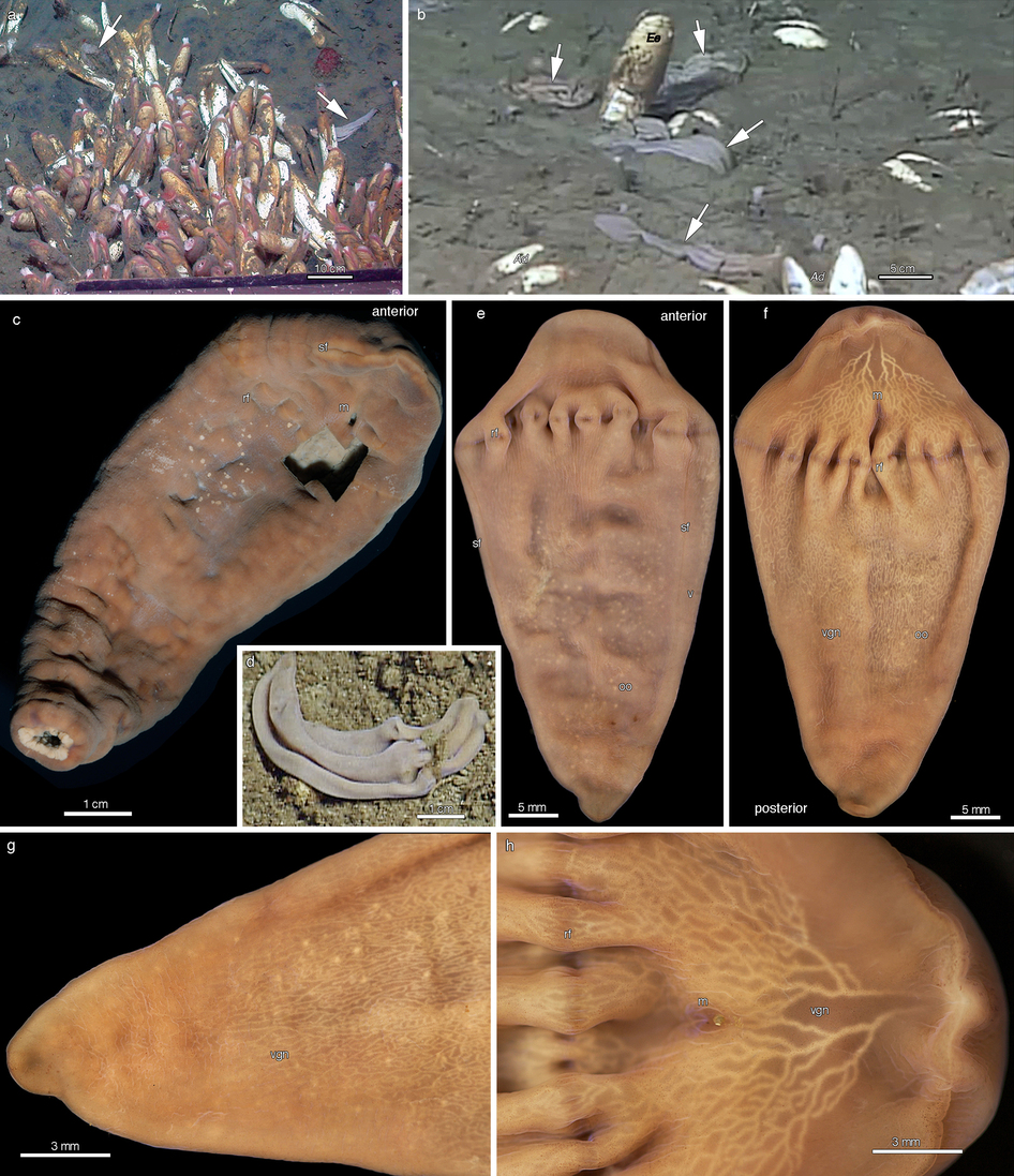 Xenoturbella yang berhasil ditemukan peneliti. Sumber: Nature.com 