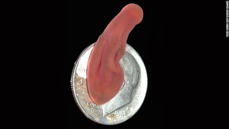 Xenoturbella hollandorum yang diambil dari nama ahli biologi evolusi Linda dan Nick Holland. Sumber foto: Greg Rouse dan Nerida Wilson