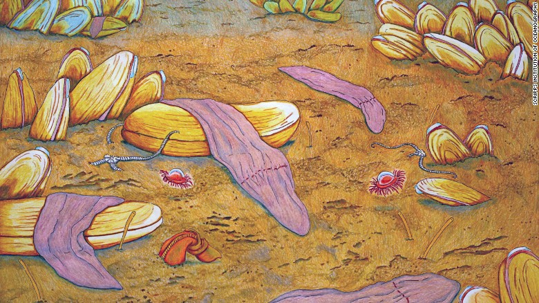 Xenoturbella monstrosa yang panjangnya sekitar 20 cm. Sumber: Scripps Institution of Oceanography
