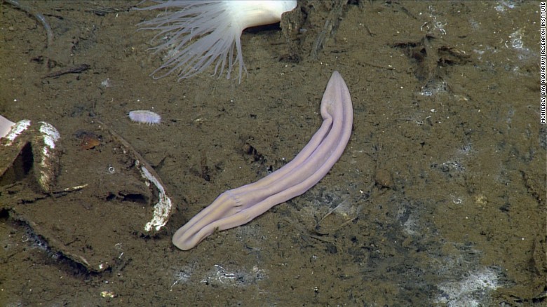 Xenoturbella profunda, satu dari empat jenis Xenoturbella yang ditemukan di Samudera Pasifik. Sumber foto: MBARI (Montere Bay Aquarium Research Institute)