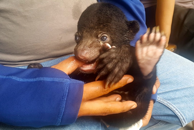 Bayi beruang madu hasil sitaan Mabes Polri. Foto: Tommy Apriando