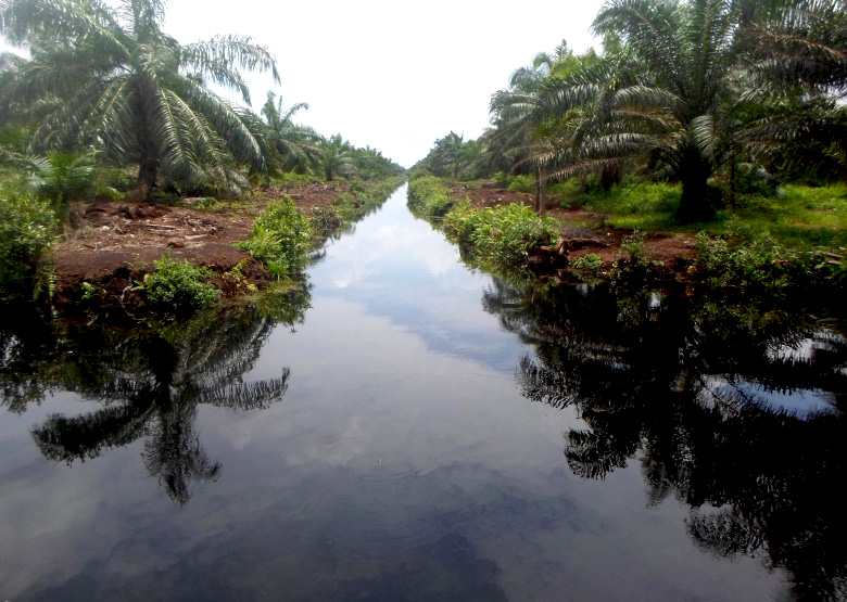 Sulit didapatkan ikan khas air tawar di kanal-kanal perkebunan sawit ini. Tak ada lagi makanan bagi ikan-ikan tersebut. Foto: Taufik Wijaya