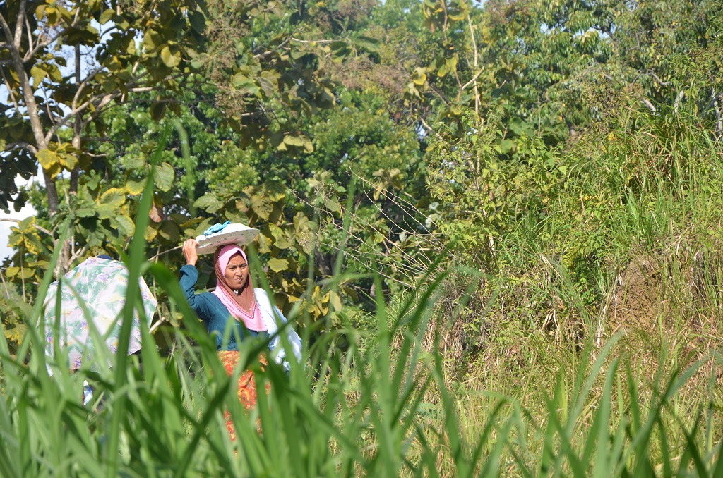 Masyarakat adat di Enrekang menjadikan hutan sebagai ruang suci untuk berbagai ritual, seperti halnya di Komunitas Kaluppini yang sebagian besar ritual adatnya terkait dengan hutan. Foto: Wahyu Chandra