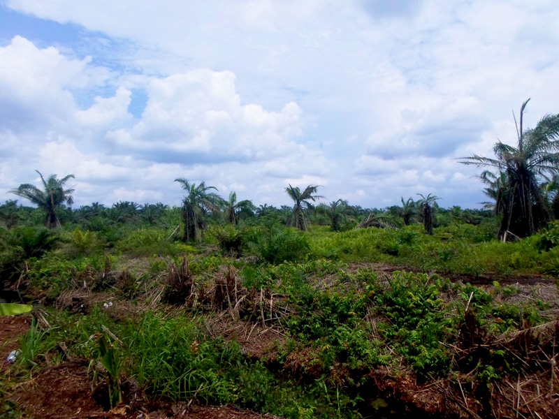 Lahan plasma seluas 300 hektare di Desa Gambut Jaya yang terbakar pada 2015 lalu, kini ditumbuhi semak. Foto: Taufik Wijaya