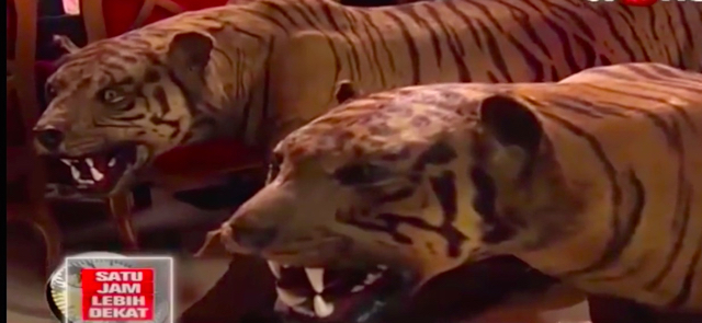 Dua harimau Sumatera awetan milik Mendagri, Tjahjo Kumolo, yang diserahkan ke BKSDA. Foto dari screenshot video Satu Jam Bersama Tjahjo Kumolo.