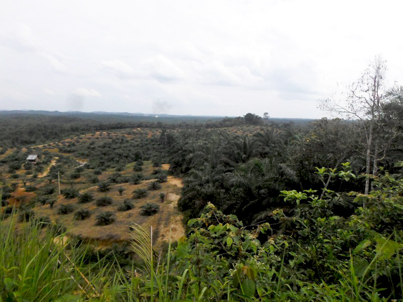 Salah satu hamparan perkebunan sawit di kecamatan Merlung, Kabupaten Tanjung Jabung Barat, Jambi. Foto: Taufik Wijaya