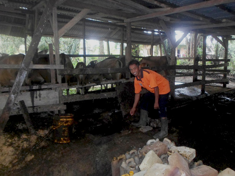 Pujiman yang menunjukkan tempat penampungan delapan ekor sapi miliknya yang selanjutnya kotoran sapi itu diolah menjadi pupuk organik. Foto: Taufik Wijaya