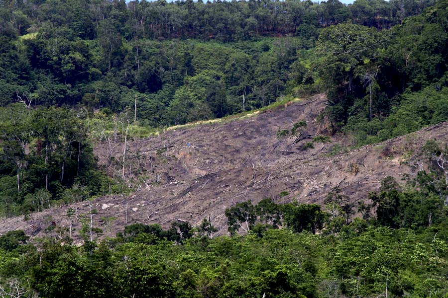 Selain rusak karena dirambah, Tahura Pocut Meurah Intan juga gundul akibat dijadikan lahan pertanian. Foto: Junaidi Hanafiah