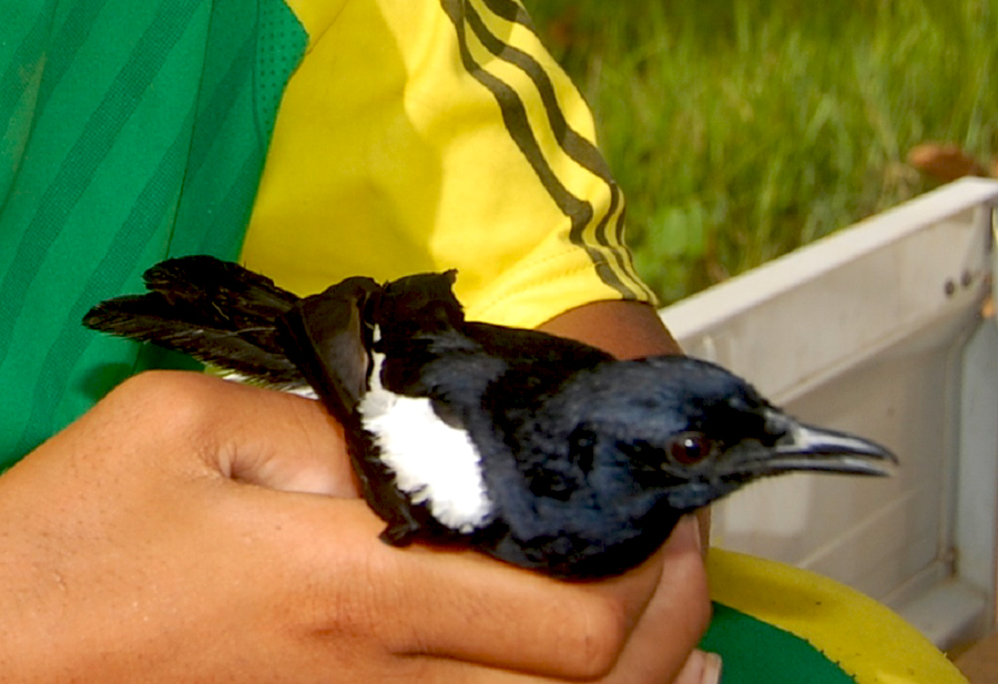 Kucica hutan (Copsychus saularis) adalah anggota keluarga Turdidae. Burung yang memiliki kemampuannya berkicau ini banyak dijumpai di pasar burung Kalimantan Barat. Foto: Dok. Planet Indonesia