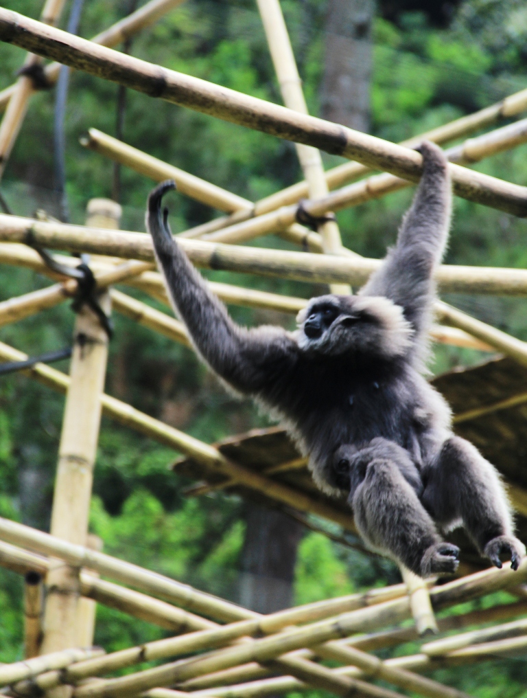 Seekor indukan owa jawa (Hylobates Moloch) menggendung anaknya yang berumur 2 bulan di kandang rehabilitasi milik Aspinalls Foundation di Ranca Bali, Ciwidey, Kabupaten Bandung. Sifat owa jawa yang monogami,menjadikan primata tersebut terbatas reproduksinya. Foto : Donny Iqbal