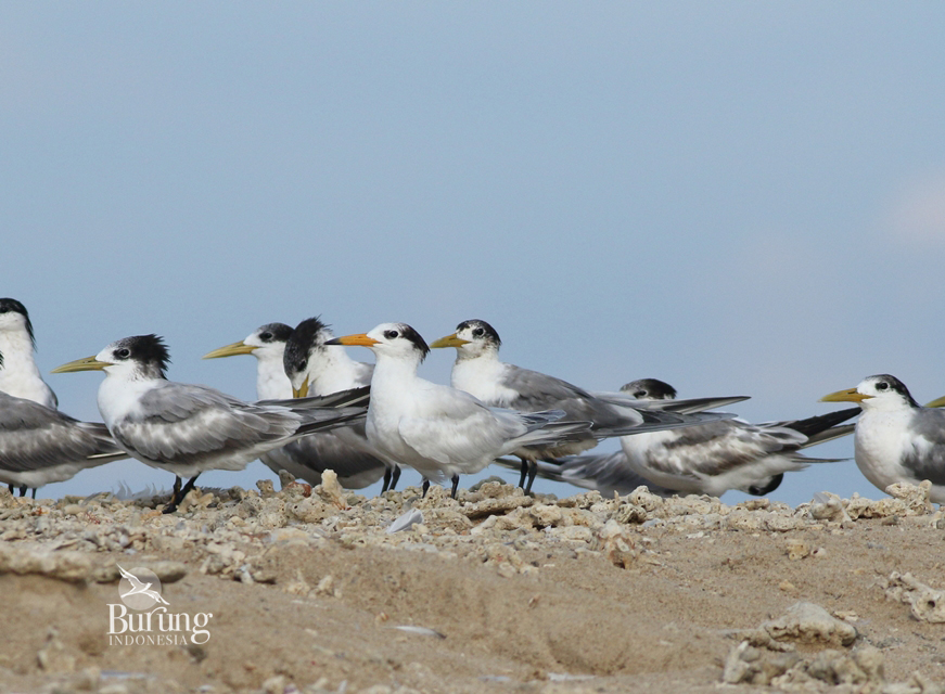Cukup sulit memantau keberadaan burung pengembara ini. Foto: Ken Fung Hon Shing