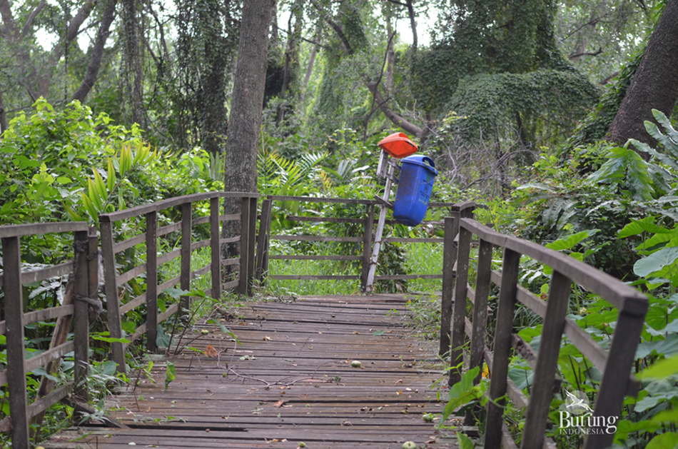 ????????????????????????????Kondisi Muara NAgke yang butuh perhatian, terlebih wilayah ini merupakan surganya burung liar di Jakarta. Foto: Tri Susanti