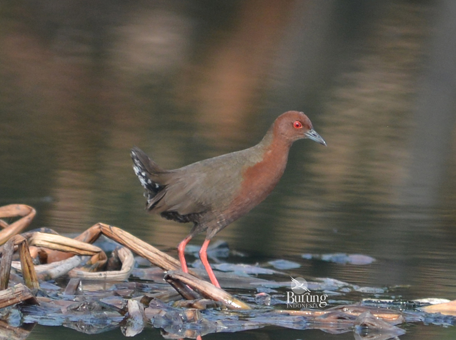 Tikusan merah yang terdapat di Muara Angke. Foto: Tri Susanti