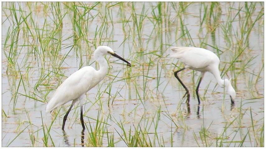 Tukli mushuk videolar off jerks