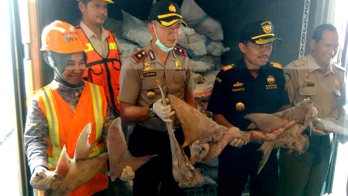 Sirip hiu yang akan dikirim ke Hongkong ini digagalkan oleh Bea Cukai dan Karantina Ikan di Surabaya. Foto: Petrus Riski