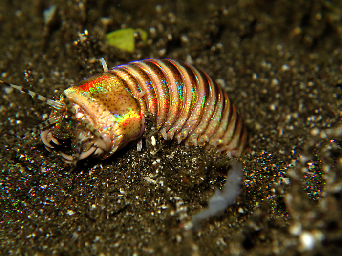 Eunice aphroditois atau bobbit worm atau cacing bobit, predator air dari dasar laut. Foto : Wisuda