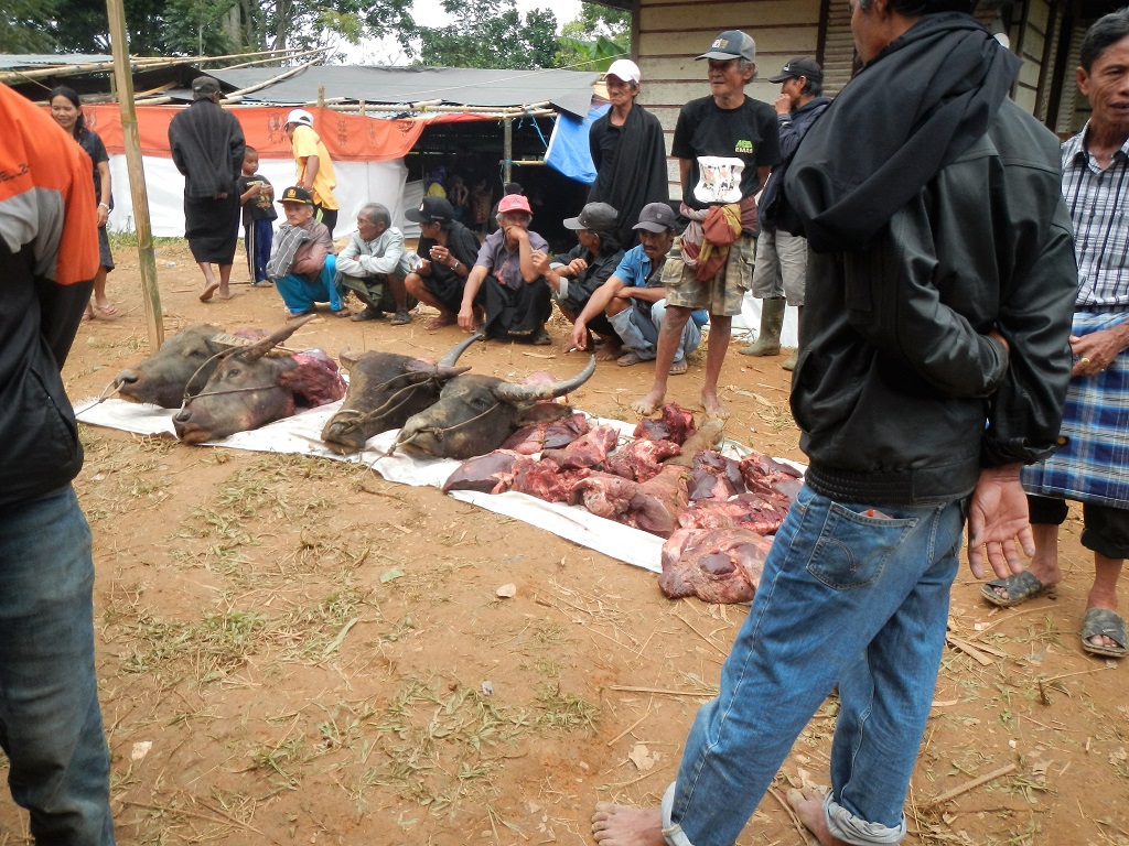 Dalam rambu solo ini sebanyak empat ekor kerbau dipotong, yang kepalanya kemudian dibagikan kepada empat pemangku adat tertinggi. Foto: Wahyu Chandra