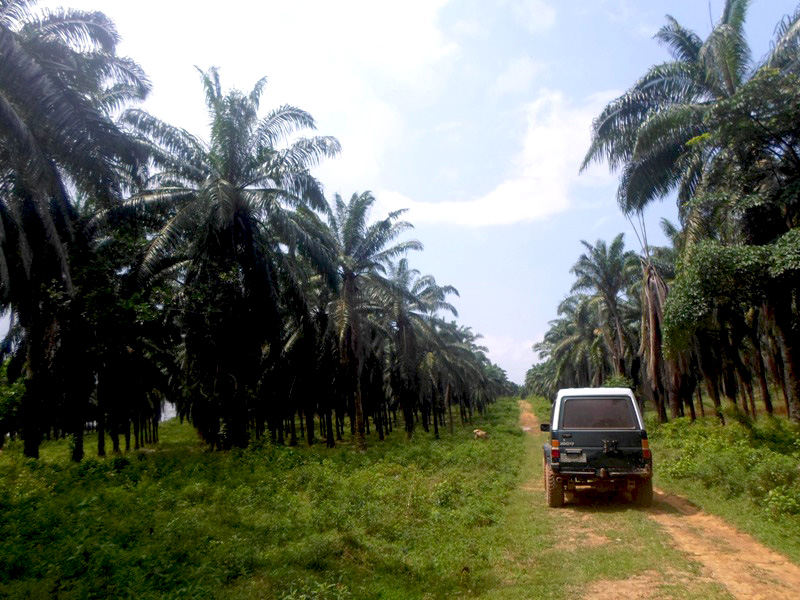 Perkebunan sawit rakyat mengepung situs Talang Tuwo Palembang. Foto atas dan bawah:  Taufik Wijaya