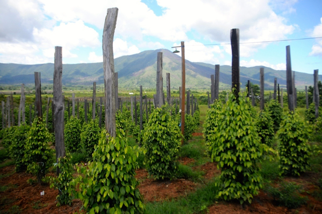 Pertanian merica di jalan poros Wandula menuju Timampu, nampak Gunung Wawomeusa menjadi latar belakang. Foto: Eko Rusdianto