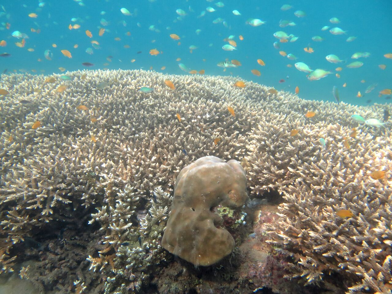 Keindahan bawah air di pesisir Pantai Bangsring, Kecamatan Wongsorejo, Banyuwangi, Jawa Timur. Ribuan jenis ikan dan terumbu karang menjadi daya tarik wisata Pantai Bangsring ini.  Foto : M Ambari