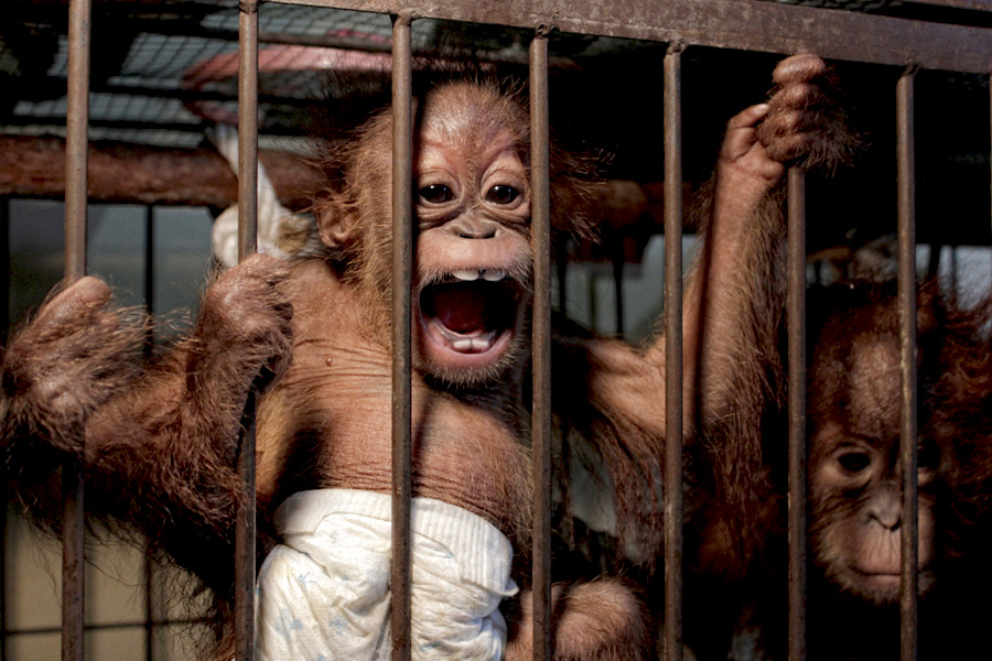 Bayi orangutan yang disita oleh Polda Riau pada 7 November 2015 dari pelaku perdagangan. Foto: Hendra Ferdian/WWF-ID