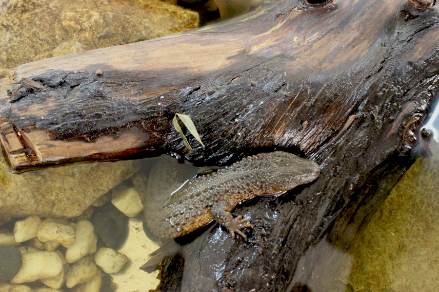 Lanthanotus borneensis merupakan jenis nokturnal dan semiakuatiq. Foto: Rahmadi Rahmad