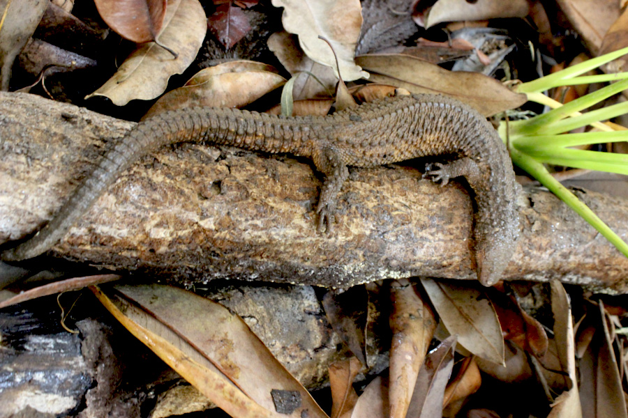 Lanthanotus borneensis atau biawak tak bertelinga merupakan satwa endemik Kalimantan. Foto: Rahmadi Rahmad
