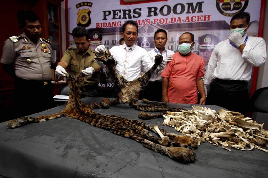 Polda Aceh saat menunjukkan barang bukti kulit harimau yang berhasil ditangkap dari pelaku di Cot Gapu, Kabupaten Bireuen, Aceh. Foto: Junaidi Hanafiah