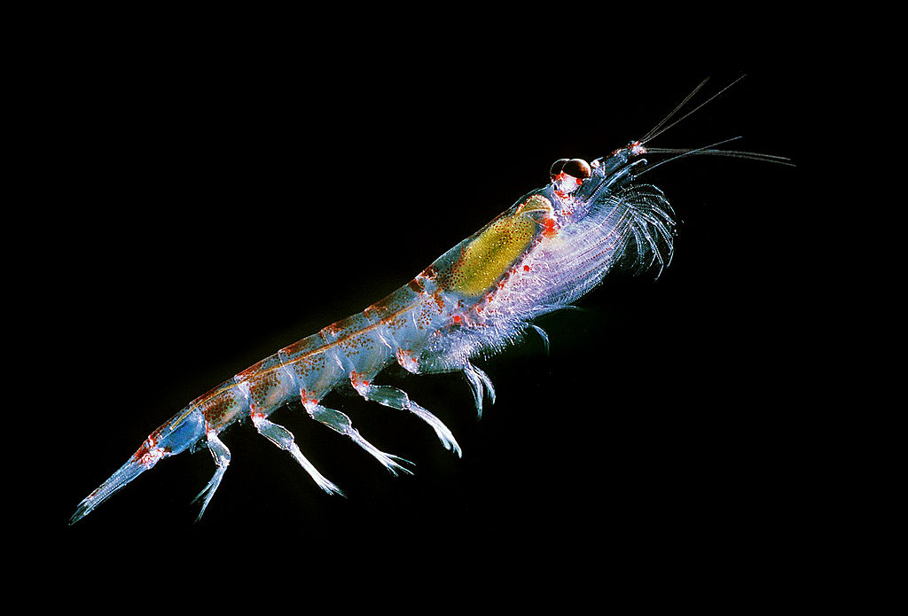 Krill merupakan makanan utama paus biru. Foto: Uwe Kils/ Wikipedia commons