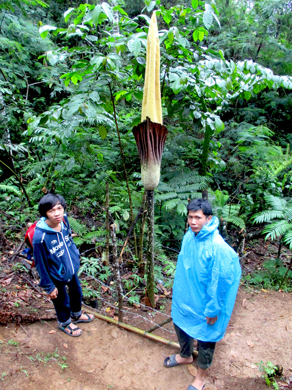 Bambang menunjukkan kepada Yogi bung Amorphophallus gigas yang mekar sempurna pada Senin, 21 Maret 2016. Foto: Dedek Hendry