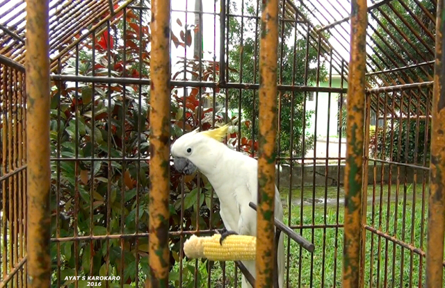 Kakaktua Jambul Kuning ini diamankan dari tangan Kades Desa Naga Timbul, Kecamatan Tanjung Morawa, Kabupaten Deli Serdang. Foto: Ayat S Karokaro