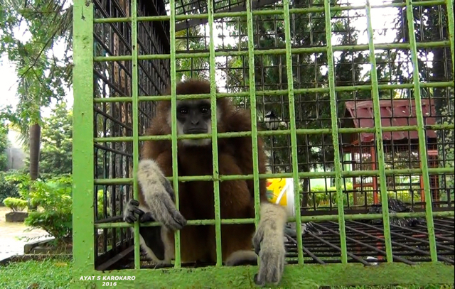 Seruli ini diamankan tim SPORC BBKSDA dari desa di Tanjung Morawa, Deli Serdang. Foto: Ayat S Karokaro