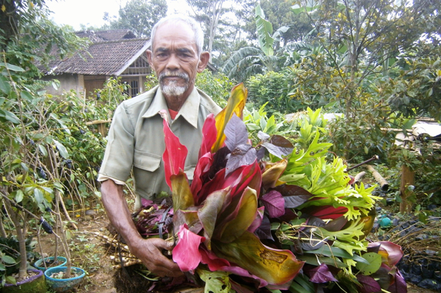 Tak hanya tanaman keras. tanaman hiaspun dia tanam di hutan. Foto: Nuswantoro