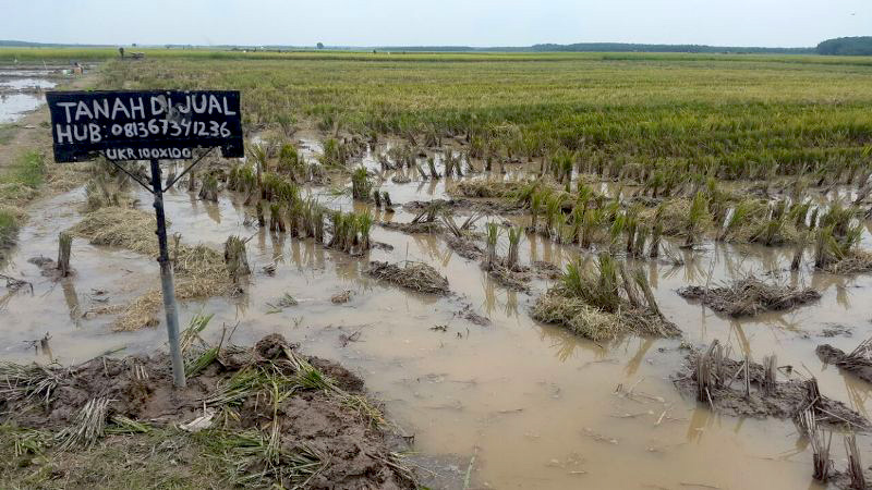 Gambaran kondisi sawah di Lempuing Jaya, Kabupaten OKI, yang. Foto: Humas OKI