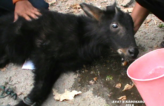 Agar tidak dehidrasi, anak kambing hutan langka ini diberi minum air dan makan pucuk daun ubi jalar. Foto: Ayat S Karokaro